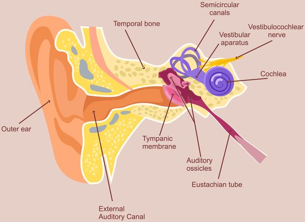 articulația din spatele urechii drepte doare