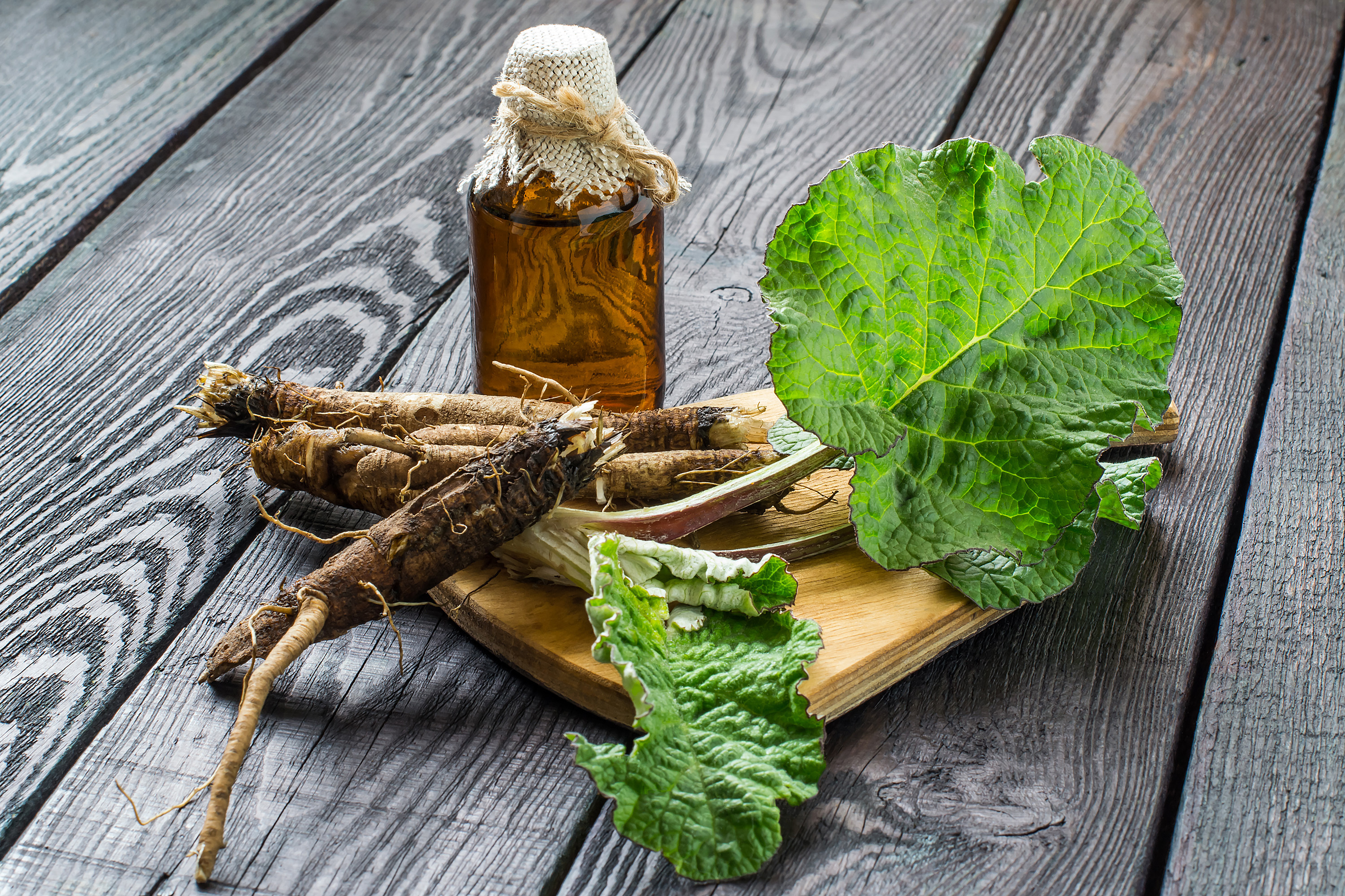 Brusture (radacina de brusture): beneficii, proprietati, contraindicatii |  MedLife