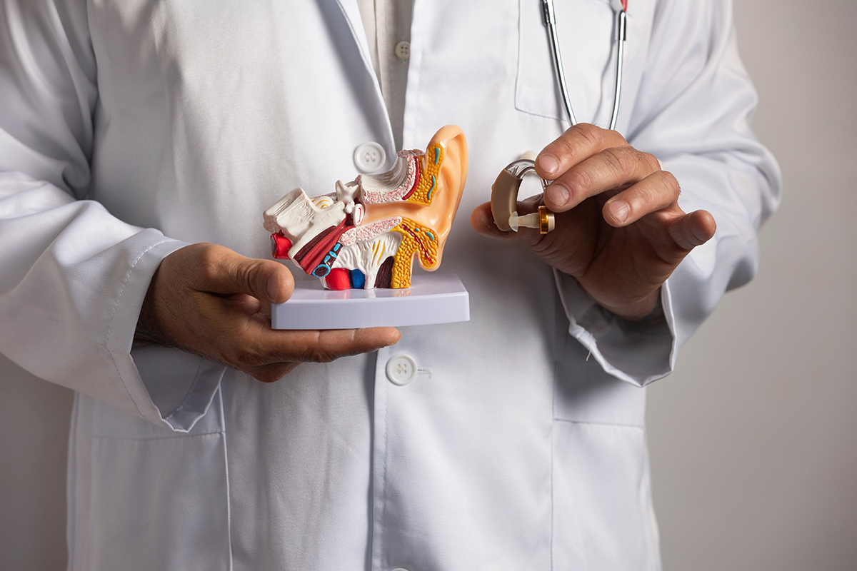 Medic care arata un model anatomic al urechii interne, explicand structura si functionarea acesteia