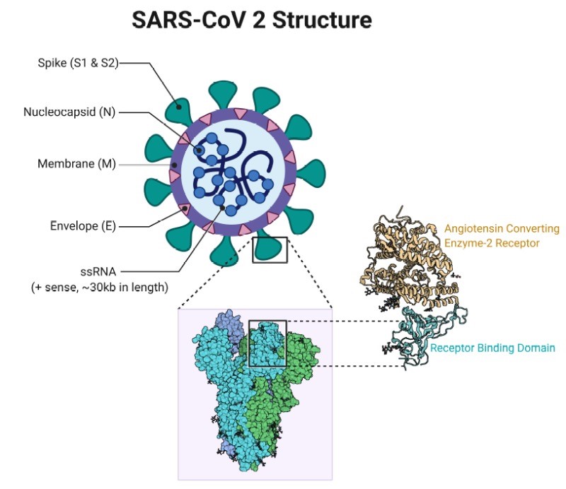 SARS-CoV-2