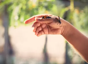 alergia la veninul de viespe si albina masuri de prim ajutor