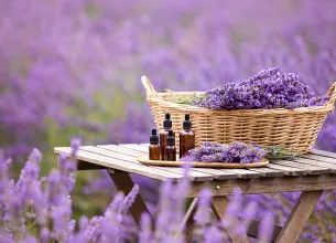 lavanda beneficii proprietati contraindicatii