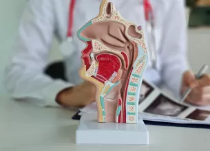 Model anatomic al laringelui uman