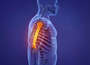 Ilustratie anatomica a osului humerus in scheletul uman