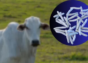 Ilustratie M. Bovis, cauza tuberculozei bovine