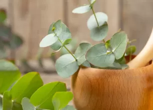 Sticluta cu ulei de eucalipt, langa o legatura de frunze uscate de eucalipt