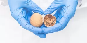 Imagine cu doua nuci, concept pentru cancerul testicular