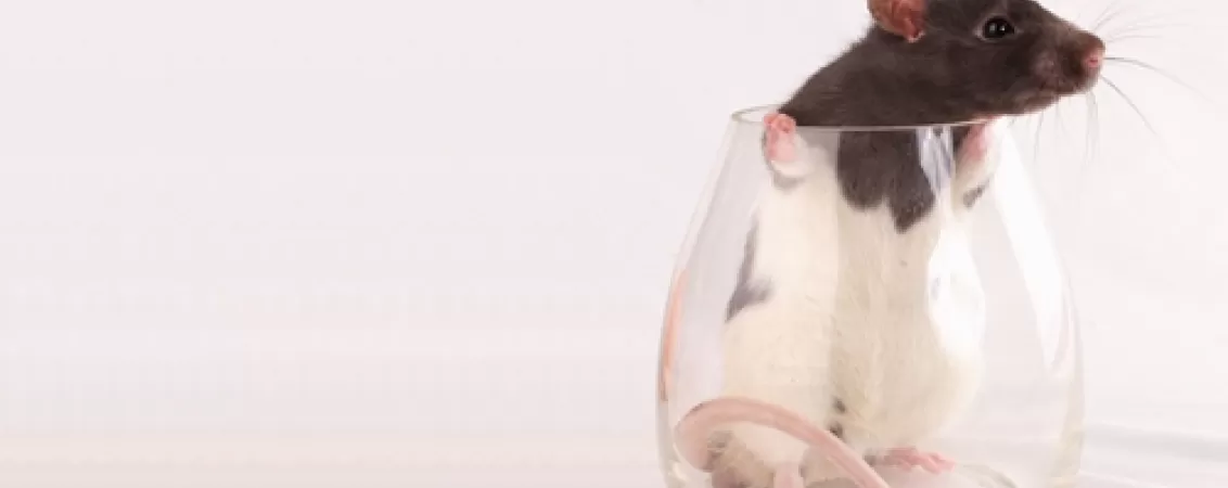 experimente stiintifice fara etica ce ar avea de castigat cercetatorii daca ar merge pana la extrem