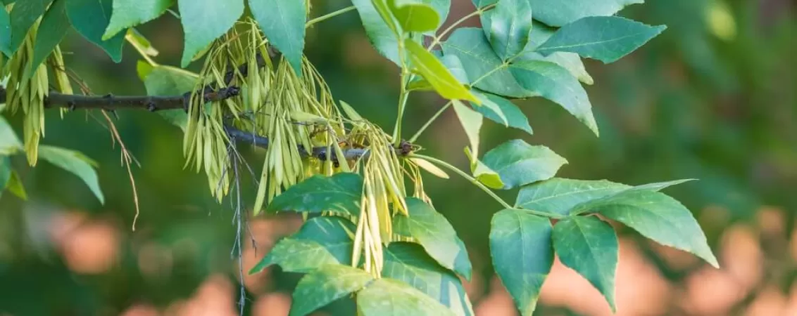 frasin beneficii proprietati contraindicatii