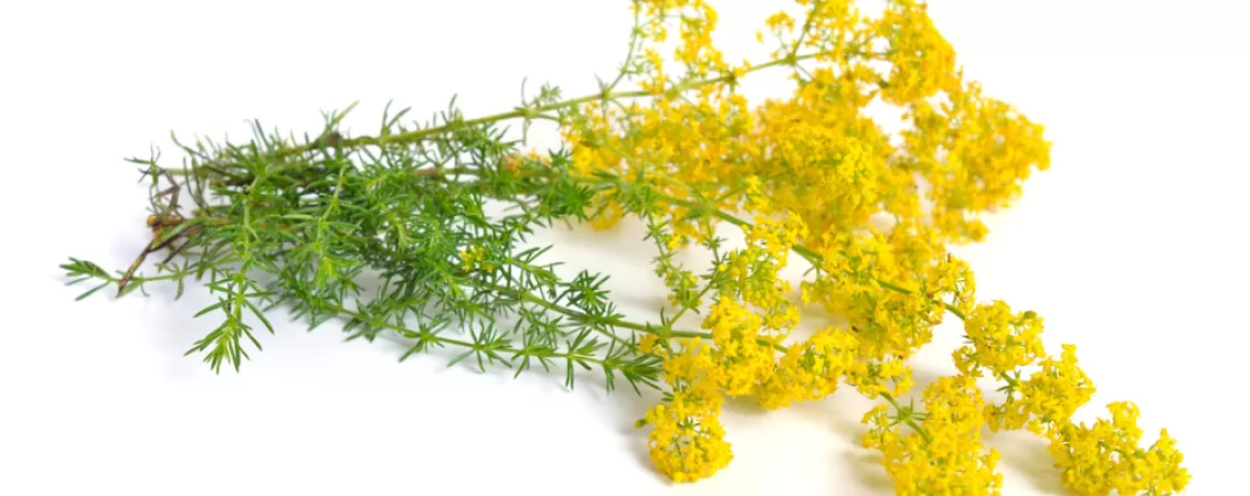 sanziene beneficii utilizari contraindicatii