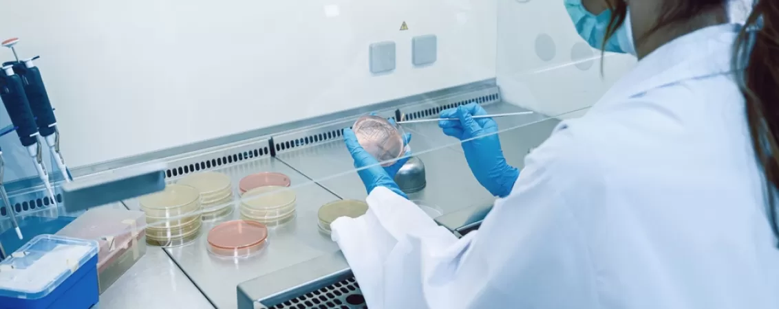 Cercetator analizand o proba la microscop pentru a identifica tipul specific de infectie cu cocobacili