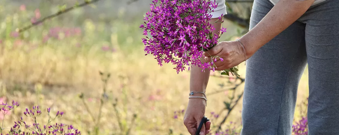 Femeie taie un buchet de tintaura