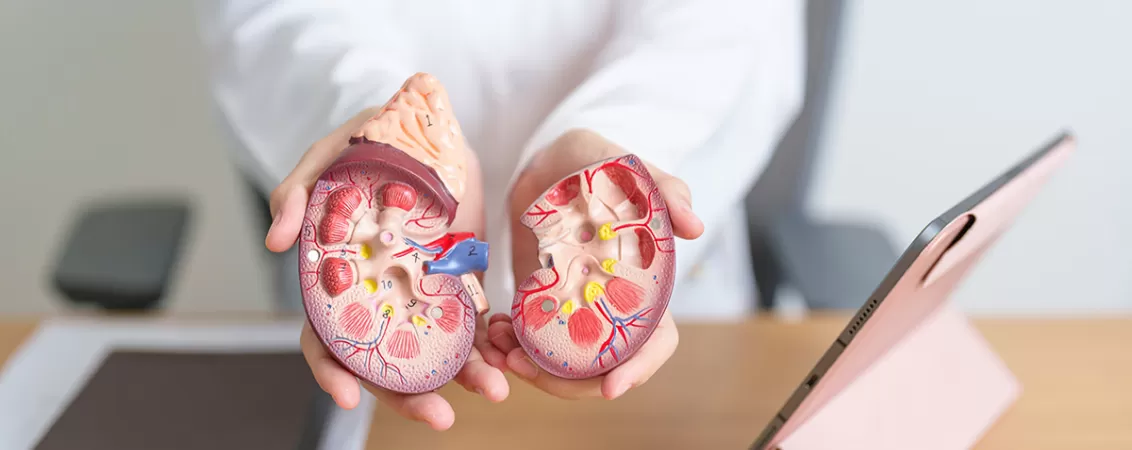 Doctor prezentand un model anatomic al rinichilor si glandelor suprarenale