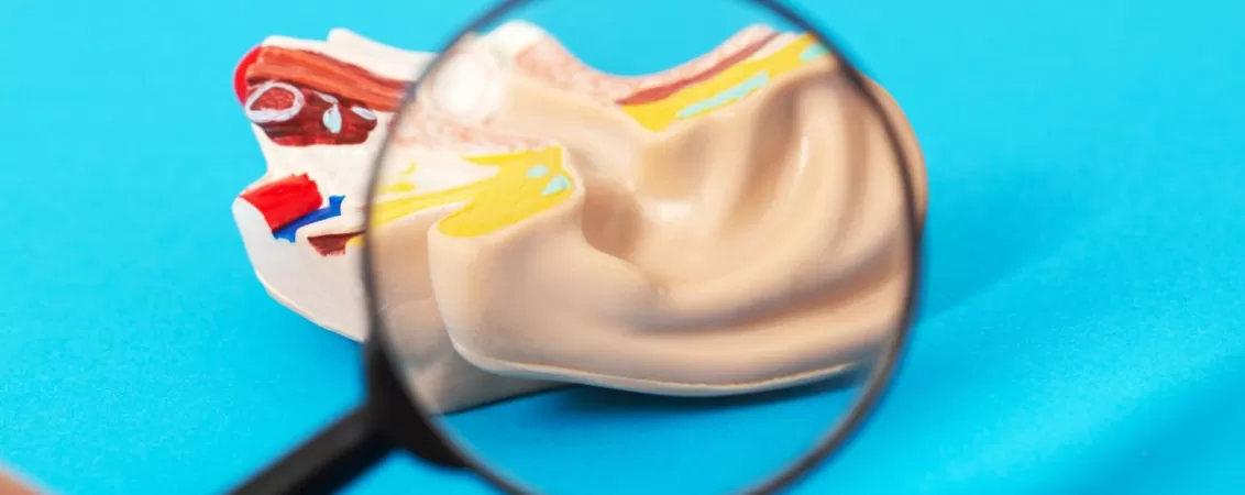 Model al urechii pe fundal albastru utilizat in scopuri educative sau clinice