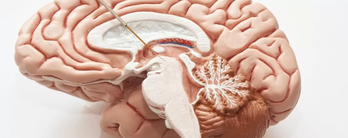Model anatomic trunchi cerebral in sectiune