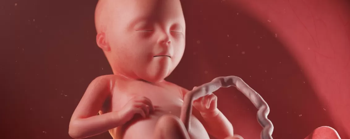 Ilustratie 3D cu fat uman in saptamana 20 de dezvoltare intrauterina
