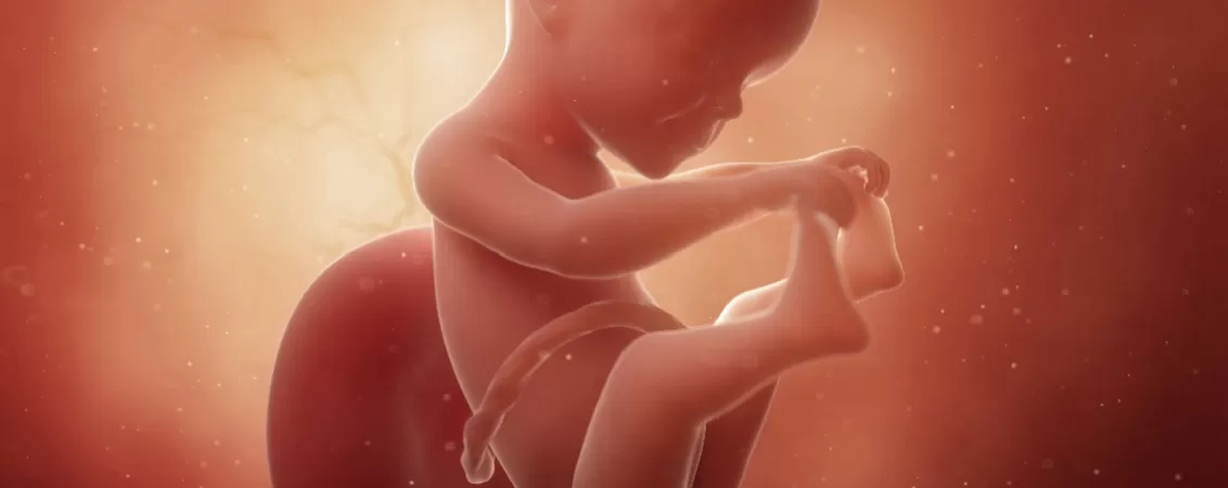 Ilustratie 3D cu fat uman in saptamana 25 de dezvoltare intrauterina