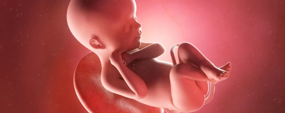 Ilustratie medicala 3D cu fat in dezvoltare intrauterina