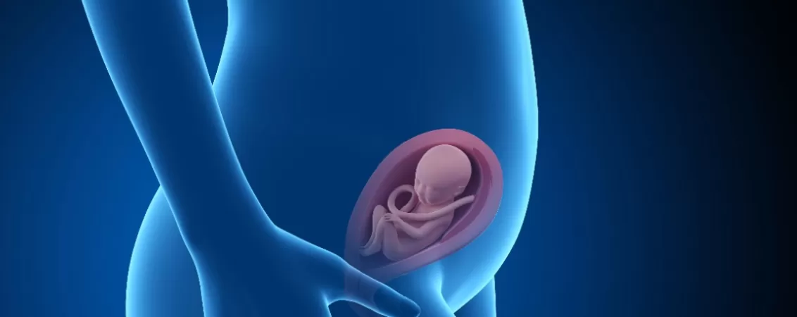 Ilustratie medicala cu femeie insarcinata si fat vizibil in saptamana 23