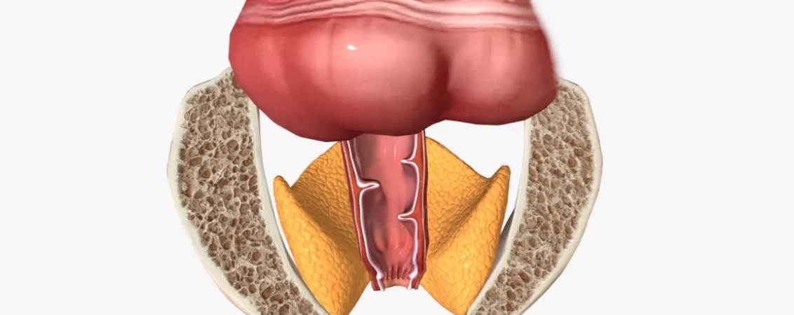 Canalul anal - segmentul final al tractului gastrointestinal, ilustratie medicala 3D