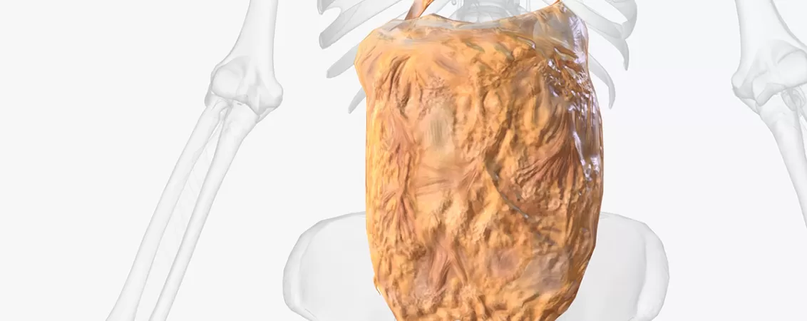 Ilustratie 3D a peritoneului, membrana continua care captuseste cavitatea abdominala