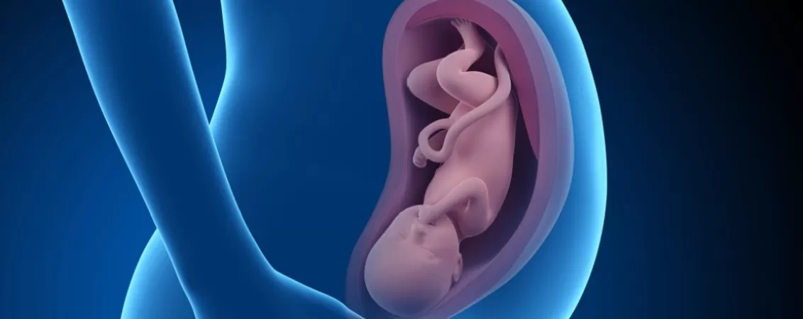 Ilustratie 3D a unei femei insarcinate cu fatul vizibil in saptamana 37