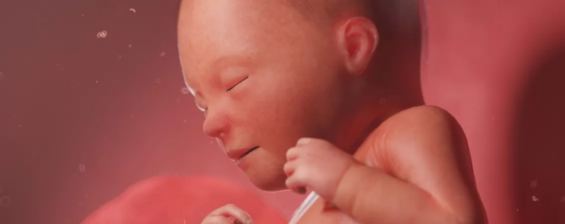 Ilustratie 3D cu dezvoltarea fatului uman in saptamana 32 de sarcina