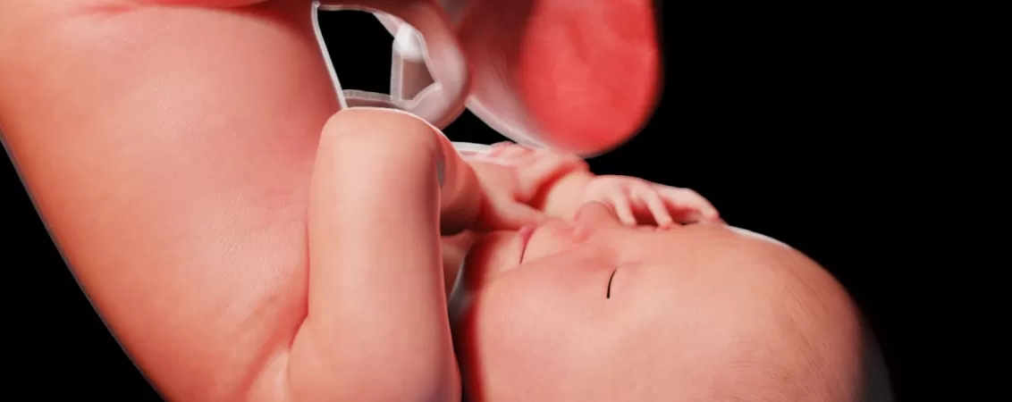 Ilustratie 3D medicala cu dezvoltarea fatului uman in saptamana 41 de sarcina