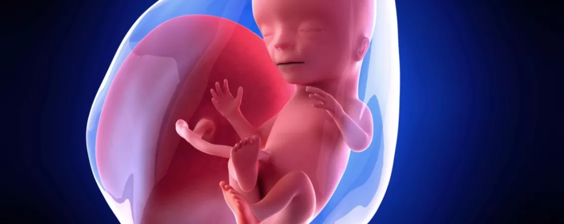 Ilustratie a dezvoltarii saptamanale a fatului uman la 15 saptamani de sarcina