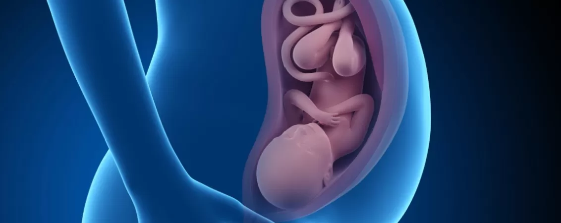 Ilustratie medicala 3D cu femeie insarcinata si fat vizibil in saptamana 40 de sarcina