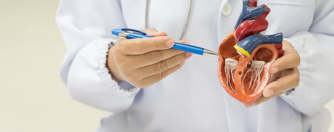 Mana medicului indicand anatomia inimii umane pe un model 3D pentru studii medicale