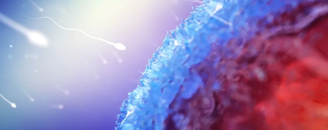 Ovul si spermatozoid in momentul conceptiei