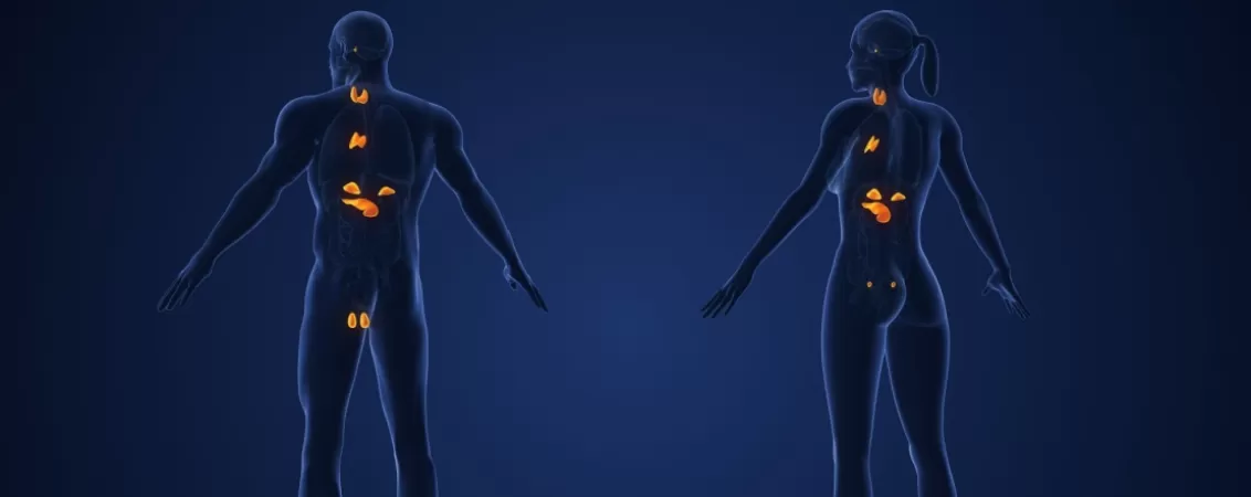 Ilustrare 3D a sistemului endocrin masculin si feminin, evidentiind glandele si hormonii principali