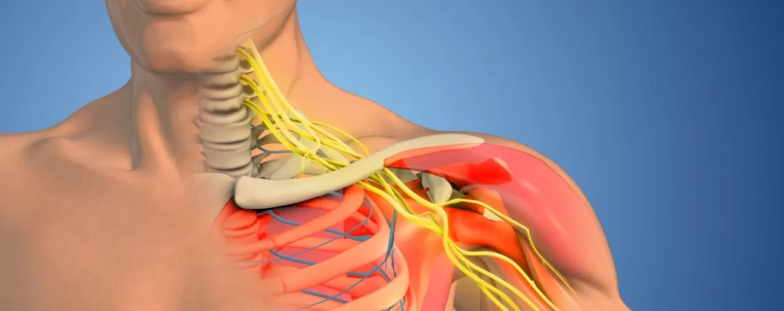 Ilustratie plexul brahial