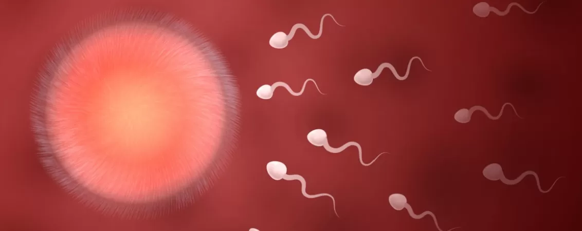 Ilustratie vectoriala a procesului de fertilizare, cu spermatozoizi care se deplaseaza catre ovul