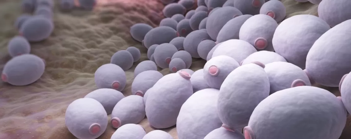 Ilustratie a ciupercii Candida albicans care determina candidoza