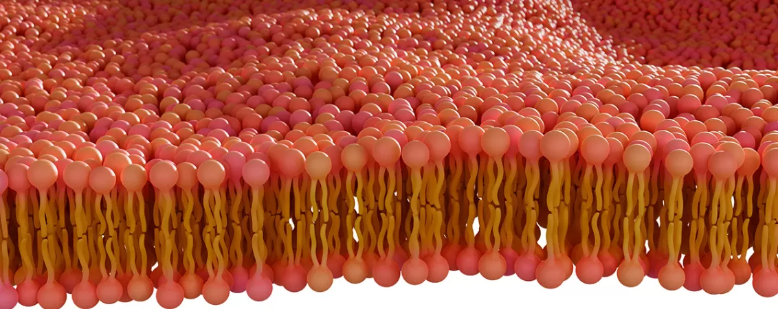 Reprezentare 3d a stratului dublu de fosfolipide al unei membrane celulare