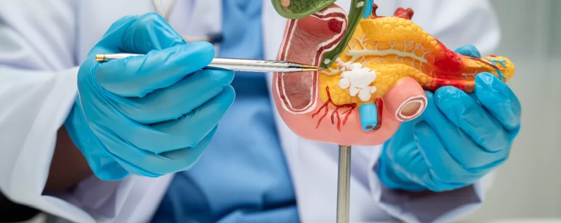 Medic ofera explicatii folosind un mulaj al pancreasului