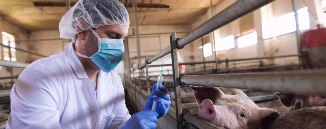 Medic veterinar pregateste o injectie pentru porcii dintr-o ferma