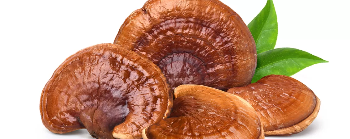 Ciuperca rosie reishi lingzhi izolata pe fundal alb, aratand textura si forma caracteristica a acestui fung medicinal
