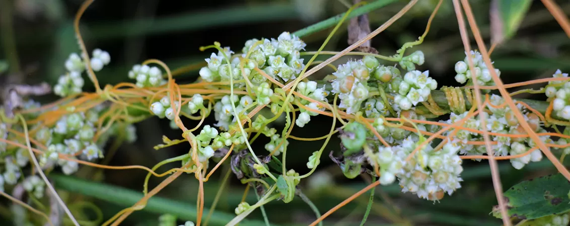 Planta parazita in camp, dodder (cuscuta campestris), crescand peste alte plante