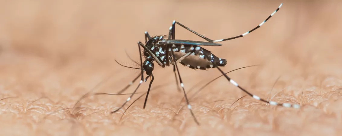 Imagine tantar Aedes Albopictus care transmite infectia cu virusul Chikungunya