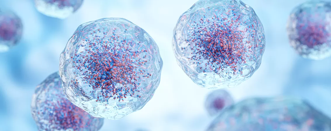 Ilustratie stiintifica a celulelor albe din sange, evidentiind nucleul si granulatiile transparente, folosita pentru explicarea sistemului imunitar si a functiei leucocitelor.