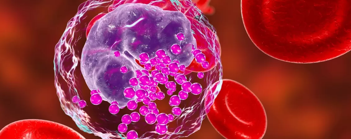 Ilustratie 3D a unui bazofil, tip de celula alba din sange, evidentiind structura si rolul sau in raspunsul imun si reactiile alergice ale organismului.