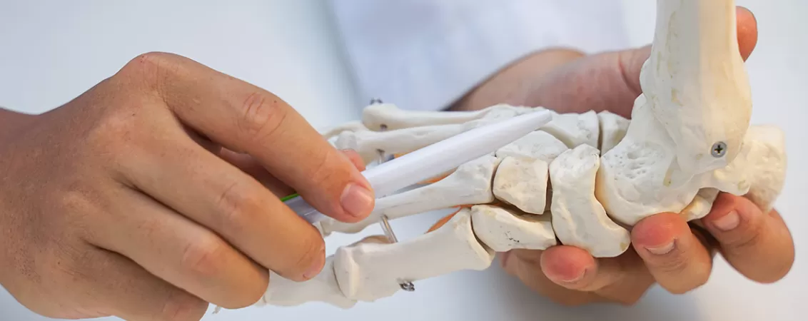 Medic ortoped studiaza model anatomic al gleznei