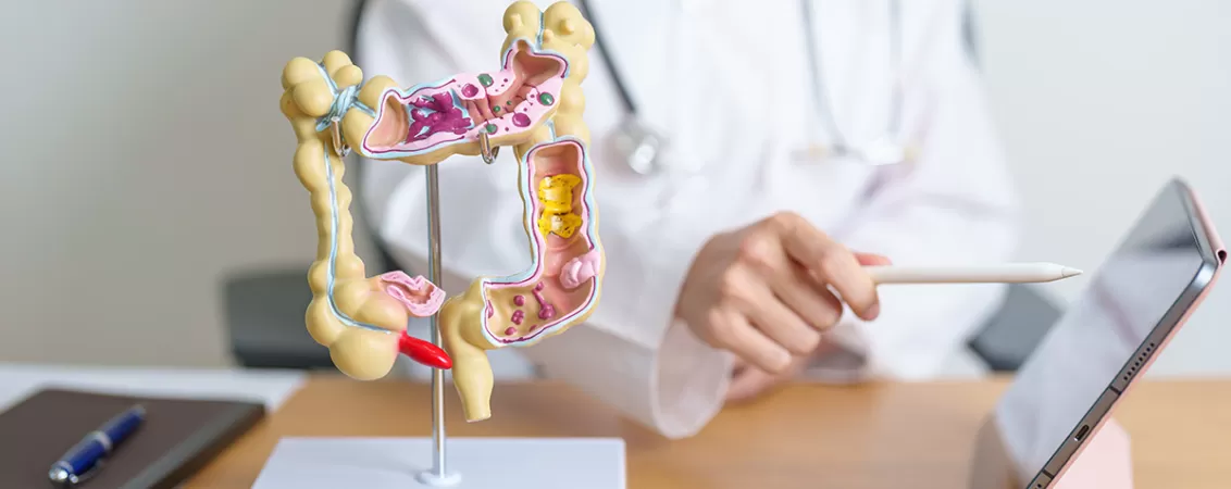 Model anatomic intestin