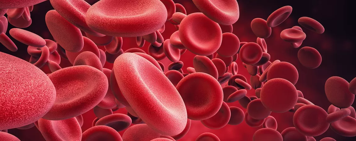 Reprezentare grafica pentru celulele rosii din sange, evidentiind structura lor si rolul in transportul oxigenului in organism.