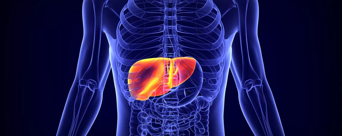 Ilustratie a anatomiei ficatului uman, evidentiind structura si pozitionarea sa pentru intelegerea functiilor si a afectiunilor asociate.