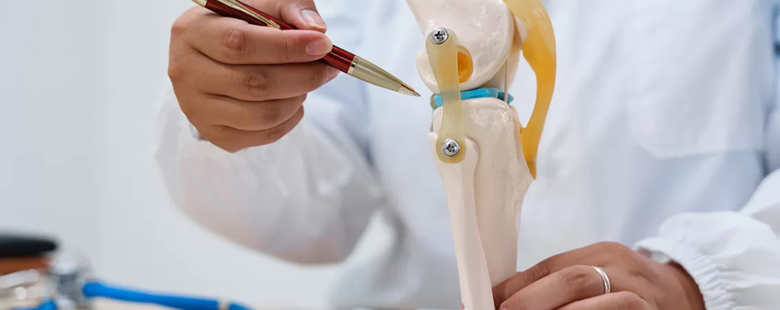 Medic care explica structura articulatiei genunchiului folosind un model