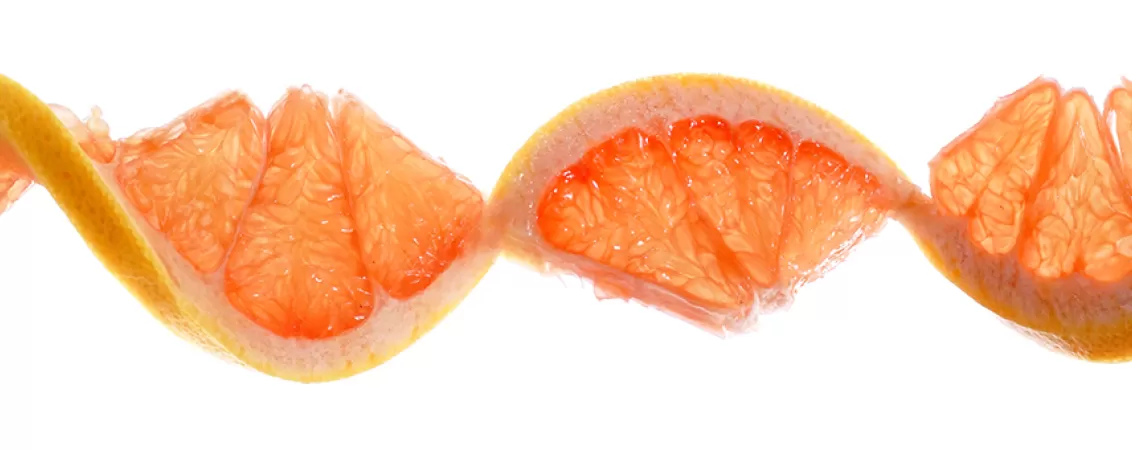 Grapefruit alaturi de un model ADN care ilustreaza cercetarea genetica asupra alimentelor